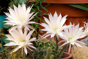 Hermosas Flores Blancas Naciendo de Cactus Verde en el Jard&iacute;n