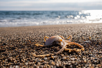 Little octopus washed ashore on beach sand. Marine octopus on sunny beach sand. Tiny octopus on coastal sand at the seaside.