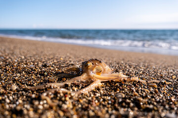 Little octopus washed ashore on beach sand. Marine octopus on sunny beach sand. Tiny octopus on coastal sand at the seaside.