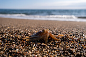 Little octopus washed ashore on beach sand. Marine octopus on sunny beach sand. Tiny octopus on coastal sand at the seaside.