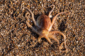 Little octopus washed ashore on beach sand. Marine octopus on sunny beach sand. Tiny octopus on coastal sand at the seaside.