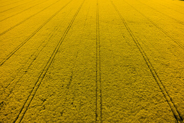 Aerial View of Yellow Rapeseed Field with Tractor Lines