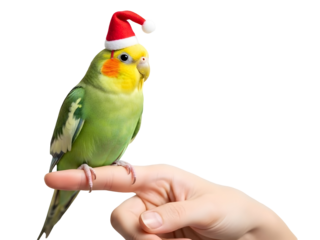 Festive Cockatiel Wearing Santa Hat Perched on Finger Holiday Pet