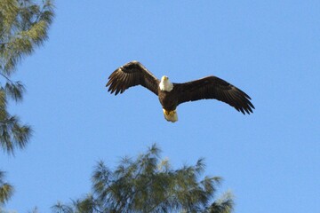 american bald eagle