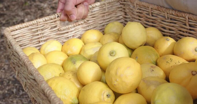 Mustard sleeve hand sweeping lemons, denim hand gripping basket and lifting lemon for ripeness