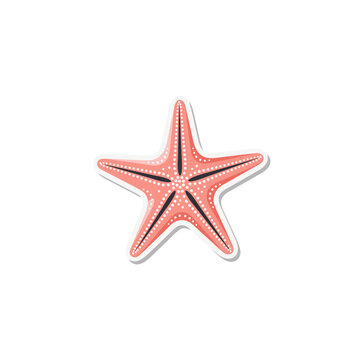 Pink Starfish Marine Life Isolated on Black Background with Detailed Texture and Natural Shape Representing Ocean Ecosystem and Underwater Wonders