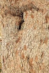 Close-up of intricate texture details in brightly lit bark of weeping willow acacia tree with a prominent knot, natural background