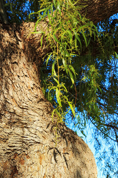 Close-up of Willow Acacia (Acacia salicina) main trunk and branch with textured bark and weeping vibrant green foliage on a late autumn afternoon in Arizona