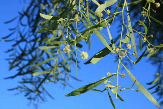 Close-up  of Willow Acacia (Acacia salicina) or Water Wattle (Acacia retinodes) with phyllodes and spherical cream-colored fluffy flower heads, set against a clear blue sky on a late autumn afternoon