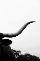 Texas longhorn cow horn in vertical view, dramatic black and white.