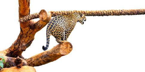 Majestic and powerful tropical jaguar isolated on plain background