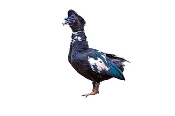 Muscovy Duck Standing Isolated on a Plain plain Background