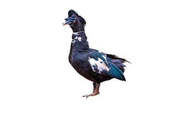 Muscovy Duck Standing Isolated on a Plain plain Background
