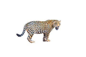 Majestic and powerful tropical jaguar isolated on plain background