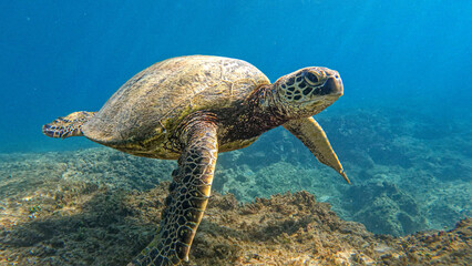 green sea turtle