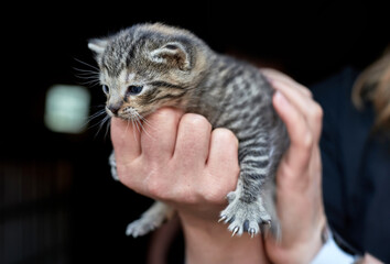 Tiny Tabby Kitten Held in Hands on Black Background