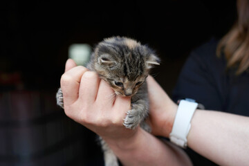 Tiny Tabby Kitten Held in Hands on Black Background