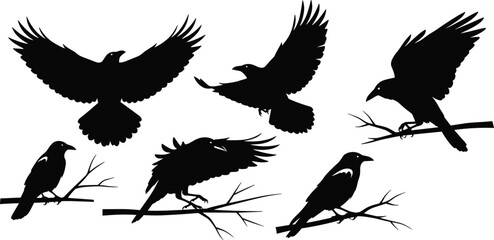 Obraz premium Set of black crow silhouettes, flying and perched raven vector illustration, halloween horror bird collection, dark wildlife nature design, isolated on white background