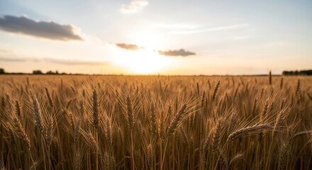 Obraz premium Golden wheat field at sunset with a cloudy sky.