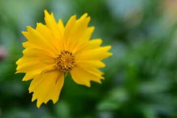Una bella flor amarilla