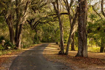 Tree Line Path