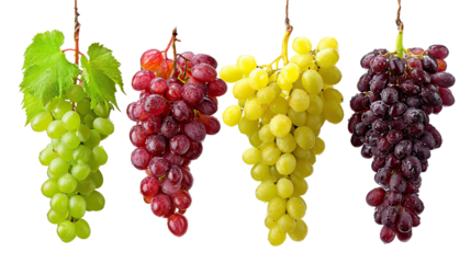 Grape bunches in different colors hanging on transparent background