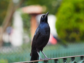 Great-tailed Grackle　in Mexico