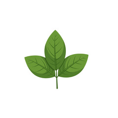 Fototapeta premium Three Green Leaves on a Stem Detailed Botanical Illustration with Realistic Texture on a Black Background