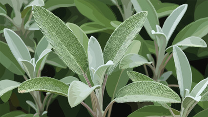 Fresh Sage Herb Plant Leaves Close-up Vector Illustration of Cooking Ingredient and Aromatic Garden Plant