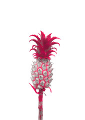 abstract pineapple on white background