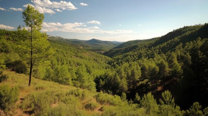 Verdant forested landscape with rolling hills under a blue sky with white clouds