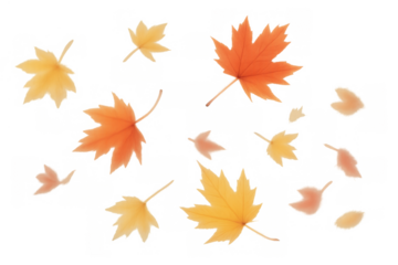 Autumn maple leaves falling, seasonal yellow and orange foliage on transparent background representing nature transition