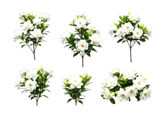 Six beautiful white gardenia flower arrangements with lush green leaves and delicate buds are elegantly displayed, showcasing their pristine petals and vibrant natural beauty