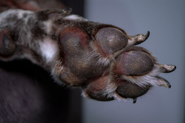 Close up of a dog paw pads showing texture and shape. Detailed bottom view of a canine foot with claws and fur on a domestic animal pet.