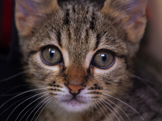 Direct eye contact portrait of a tabby kitten face. Close up of a small domestic cat pet with striped fur and whiskers looking straight ahead.
