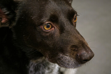 Side profile portrait of a brown dog looking right. Close up of a domestic canine pet head showing alert eyes and ears in a studio setting. © bugrakaanersoy