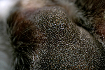 Abstract macro texture of a dog paw pad. High detailed close up of the rough skin pattern on a canine foot bottom. © Buğra Kaan Ersoy