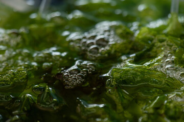 Fresh Sea Lettuce on natural background.