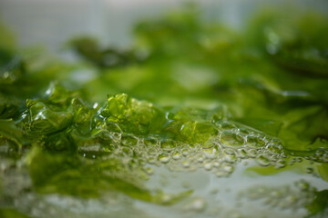 Fresh Sea Lettuce on natural background.