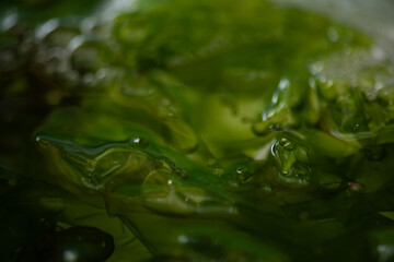 Fresh Sea Lettuce on natural background.
