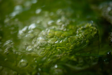 Fresh Sea Lettuce on natural background.