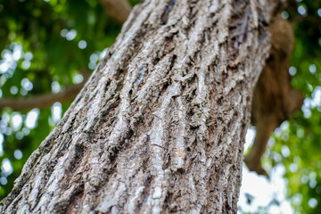 A detailed, close-up view of rugged tree bark showcasing deep fissures and textured surface.