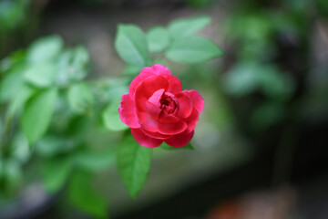 Vibrant Pink Rose in Focus With Green Leaves in Soft Garden Background