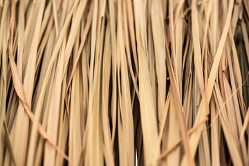 Texture and surface of Vetiver roof background.