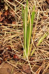 Fresh vetiver trees on natural background.