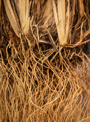 Dried vetiver trees on natural background.