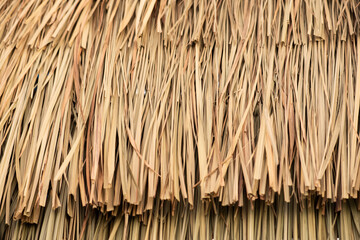 Texture and surface of Vetiver roof background.