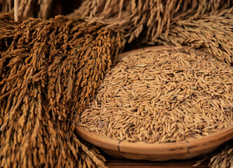 Rice grains and rice of ears on natural background.