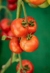 Red tomato fruits on green background.