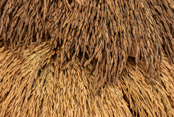 Rice of ears on natural background.